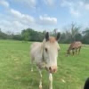 Meet your Posher, Randy